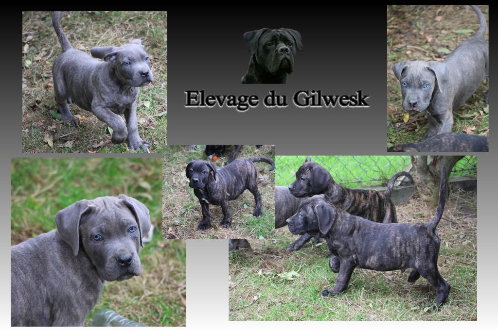 du Gilwesk - Chiots disponibles - Cane Corso