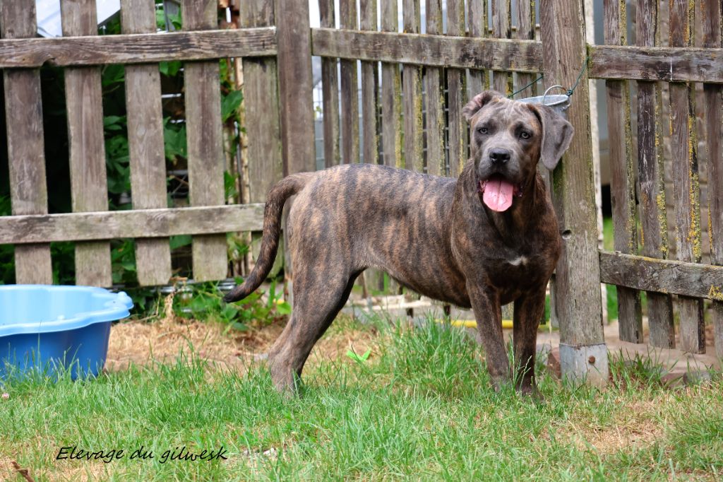 du Gilwesk - Chiots disponibles - Cane Corso