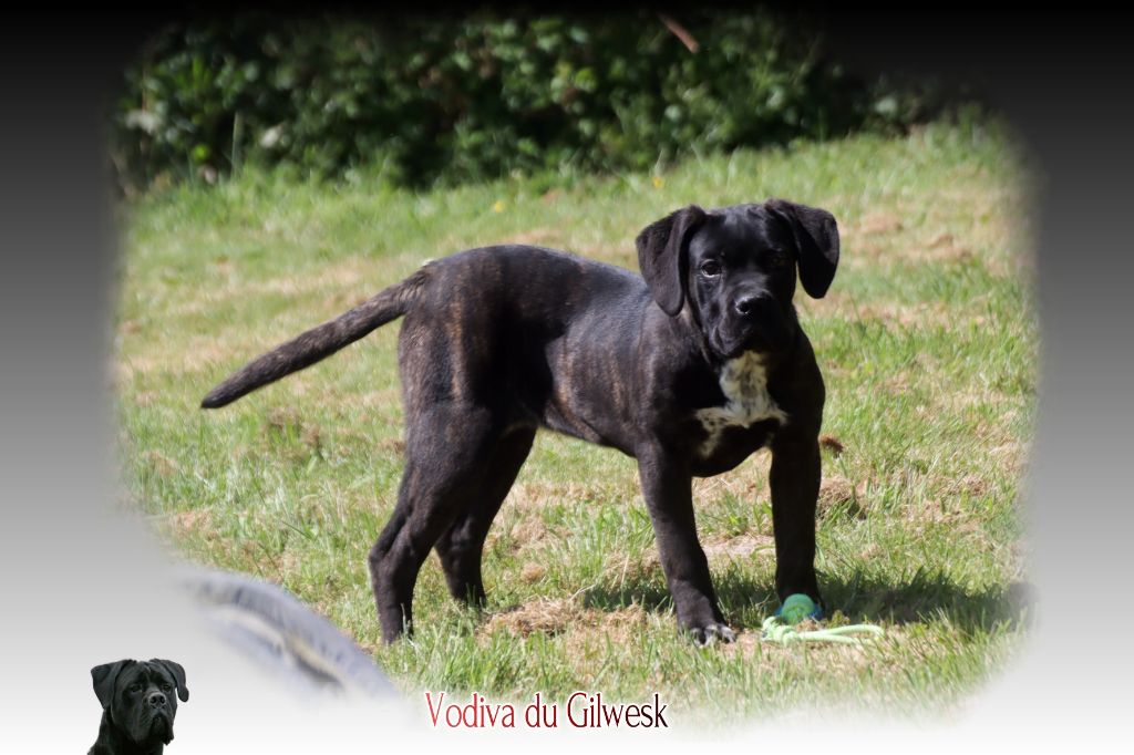 du Gilwesk - Chiots disponibles - Cane Corso