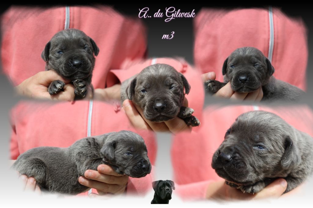 du Gilwesk - Chiots disponibles - Cane Corso