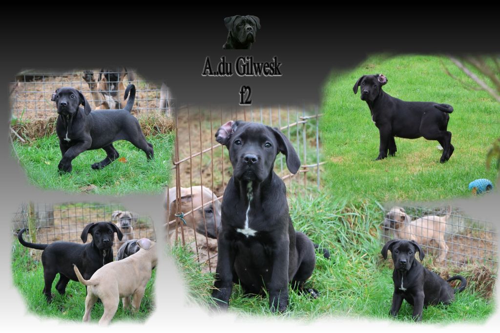 du Gilwesk - Chiots disponibles - Cane Corso