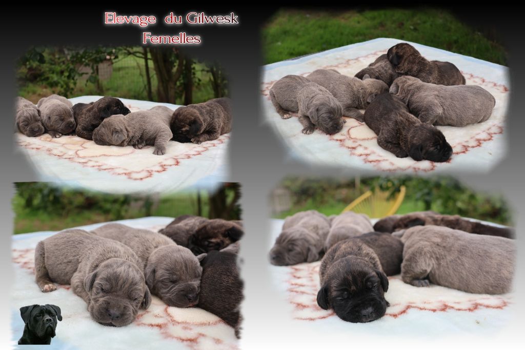 du Gilwesk - Cane Corso - Portée née le 12/07/2025