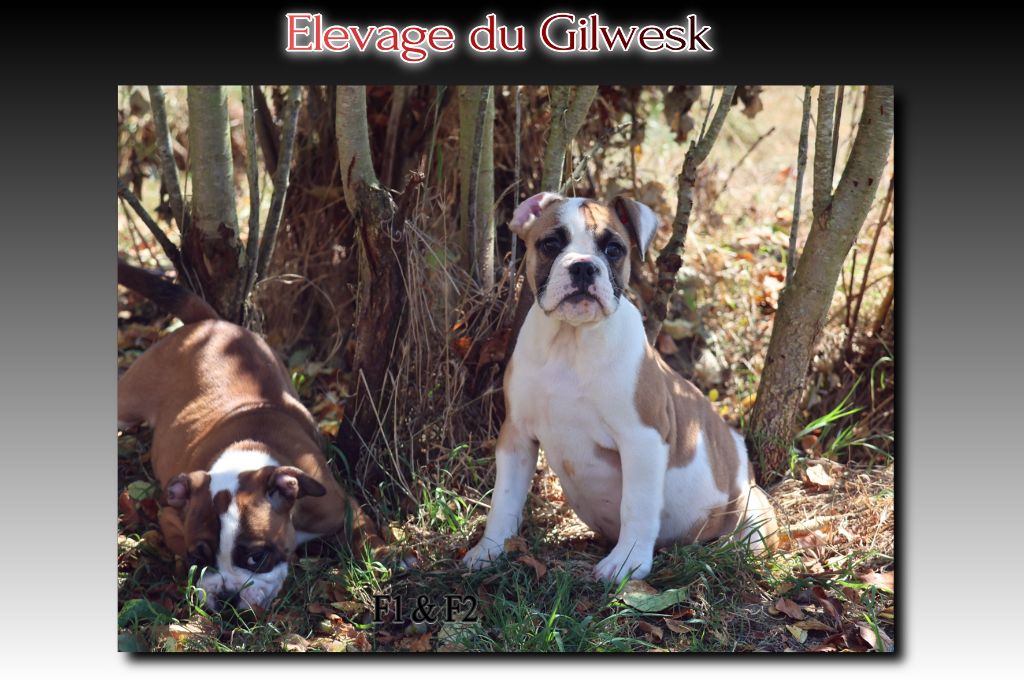 du Gilwesk - Chiots disponibles - Bulldog continental