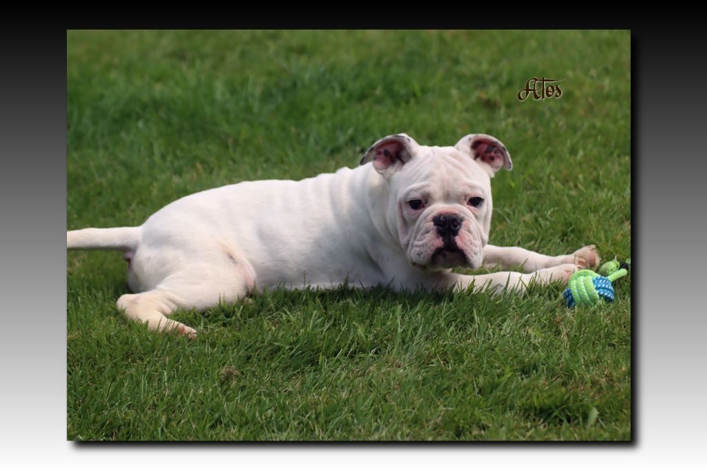 du Gilwesk - Chiots disponibles - Bulldog continental