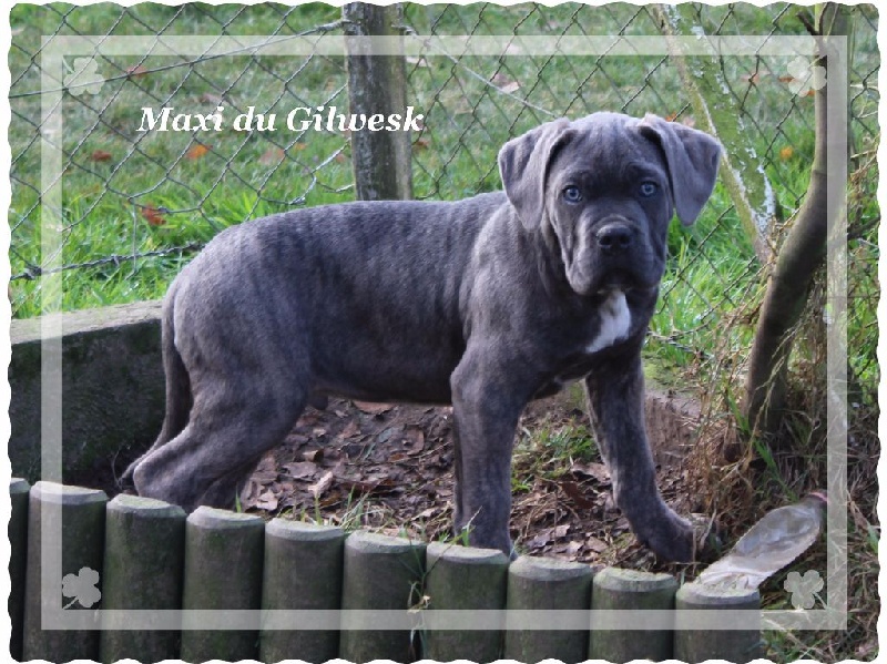 du Gilwesk - Cane Corso - Portée née le 01/10/2016