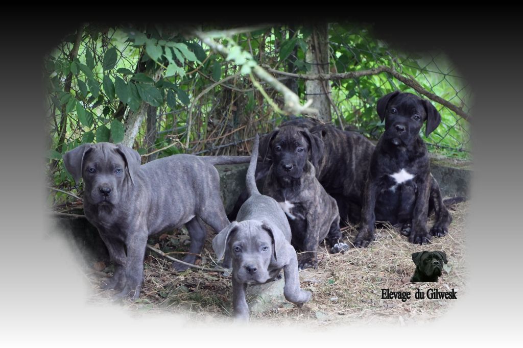 du Gilwesk - Chiots disponibles - Cane Corso