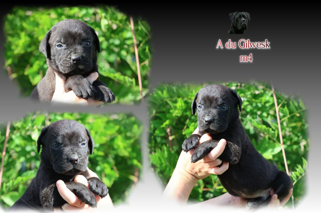 du Gilwesk - Chiots disponibles - Cane Corso