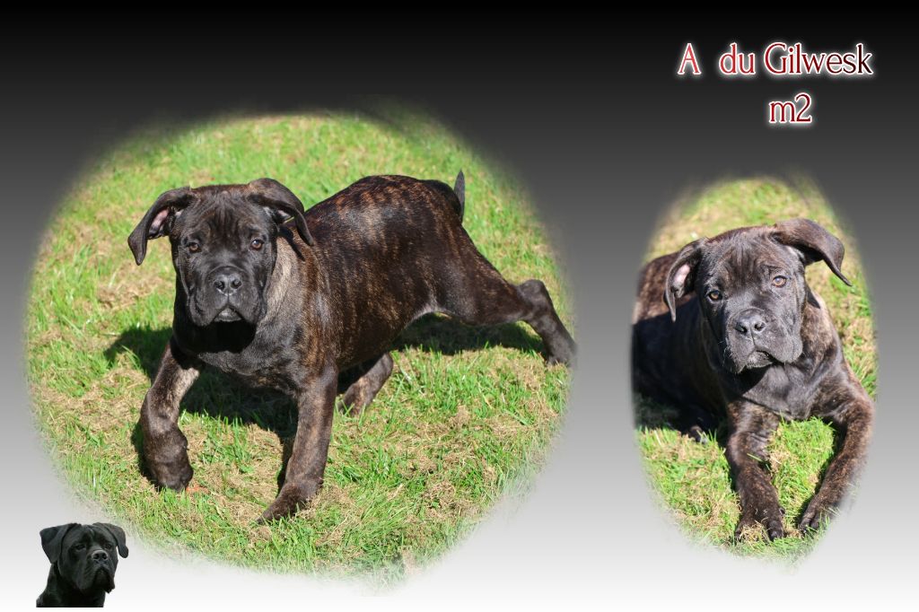 du Gilwesk - Chiots disponibles - Cane Corso