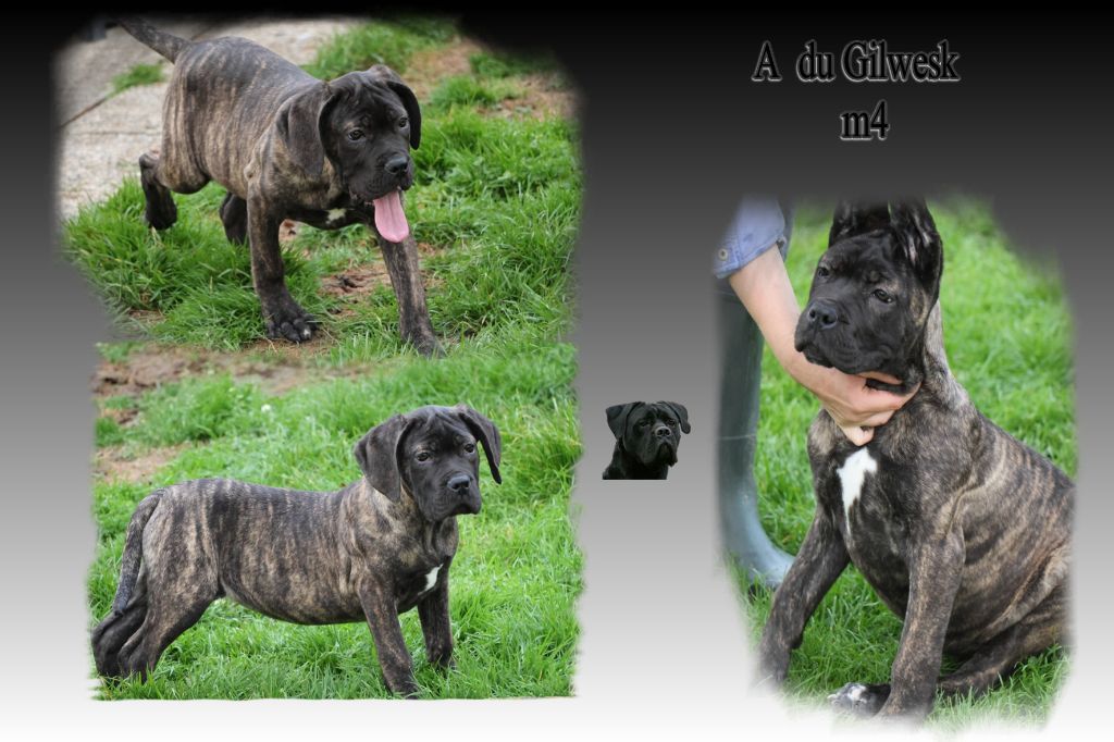 du Gilwesk - Chiots disponibles - Cane Corso