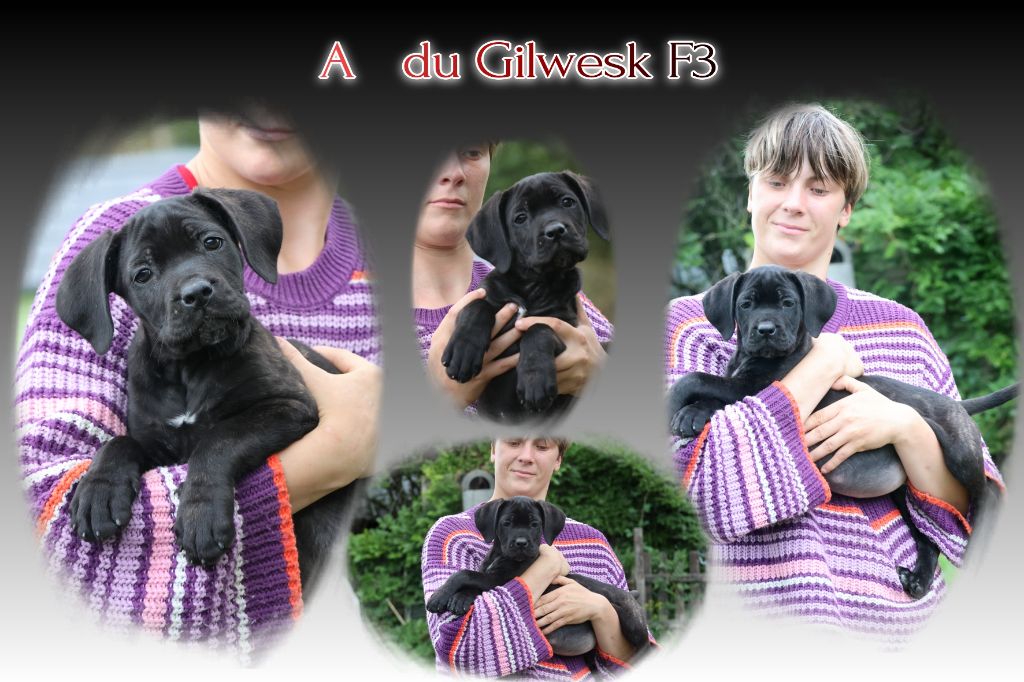 du Gilwesk - Chiots disponibles - Cane Corso
