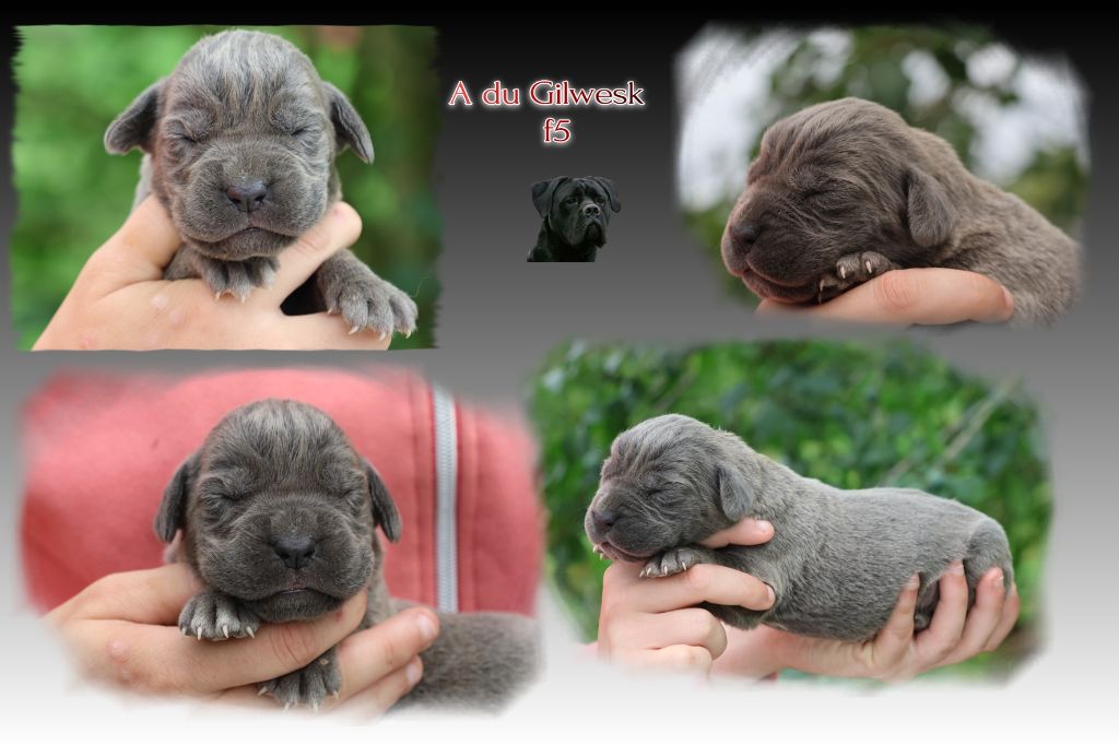du Gilwesk - Chiots disponibles - Cane Corso