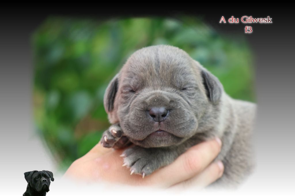 du Gilwesk - Chiots disponibles - Cane Corso