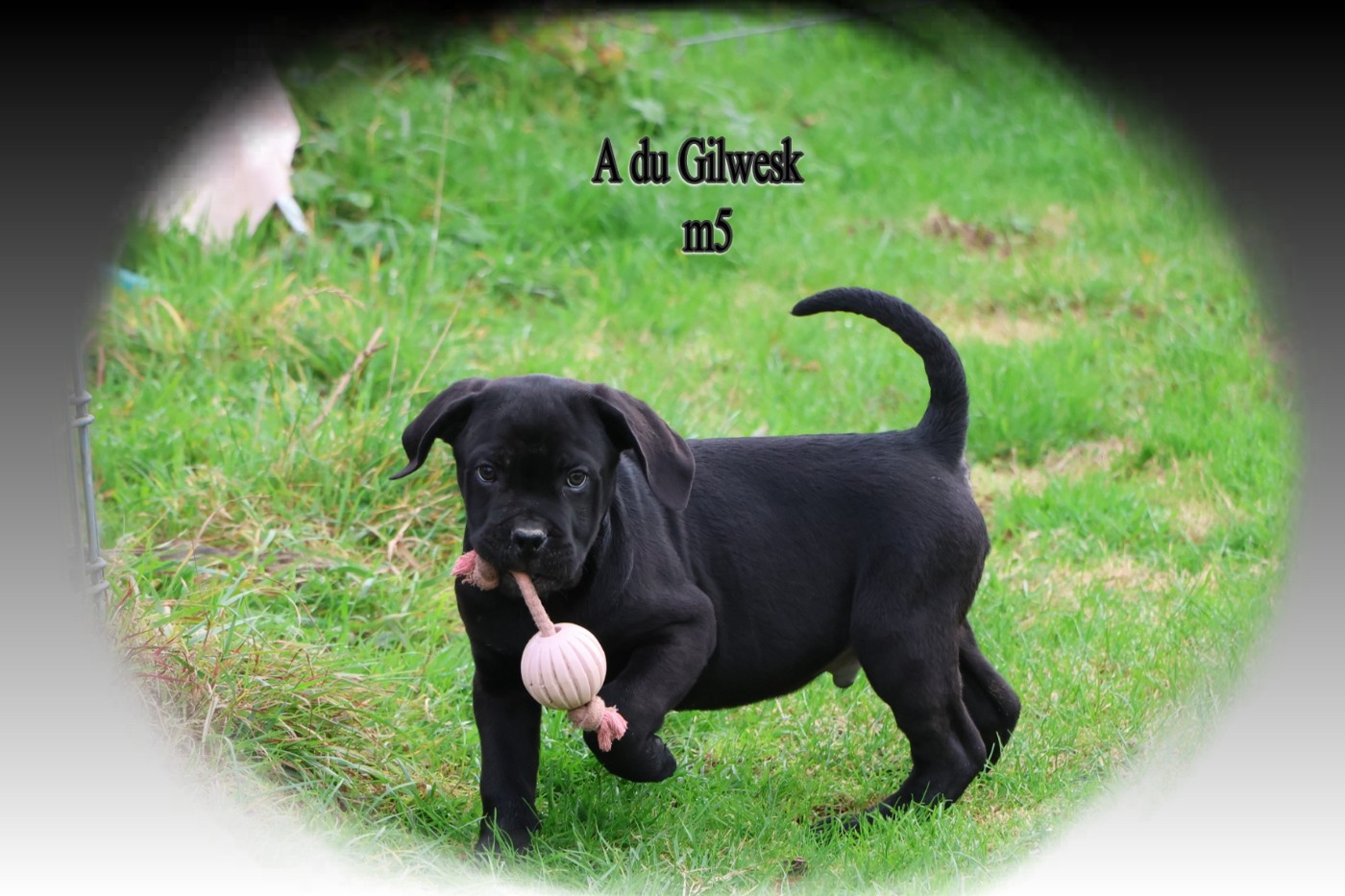 du Gilwesk - Chiots disponibles - Cane Corso