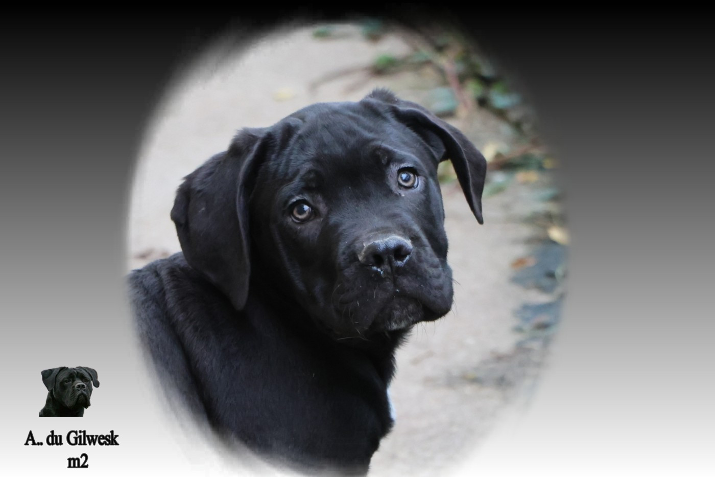 du Gilwesk - Chiots disponibles - Cane Corso
