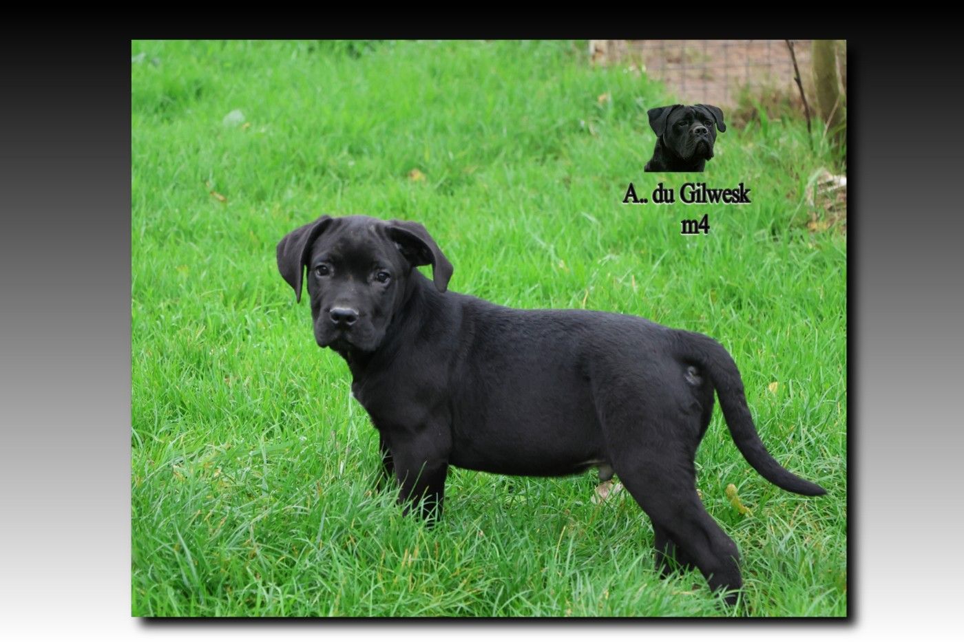 du Gilwesk - Chiots disponibles - Cane Corso