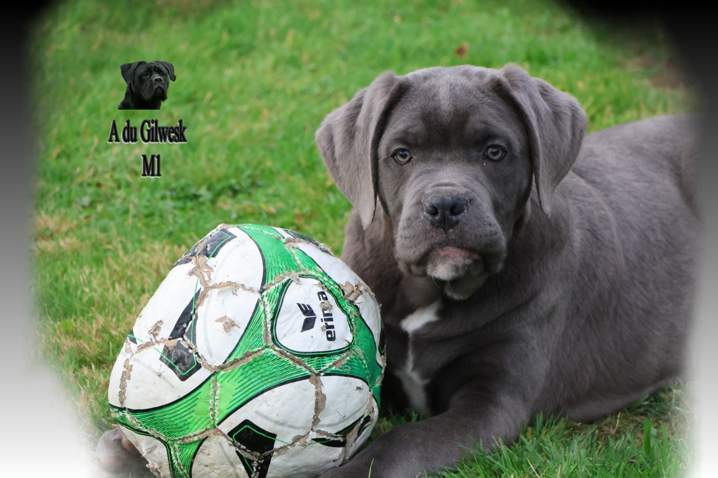 du Gilwesk - Chiots disponibles - Cane Corso