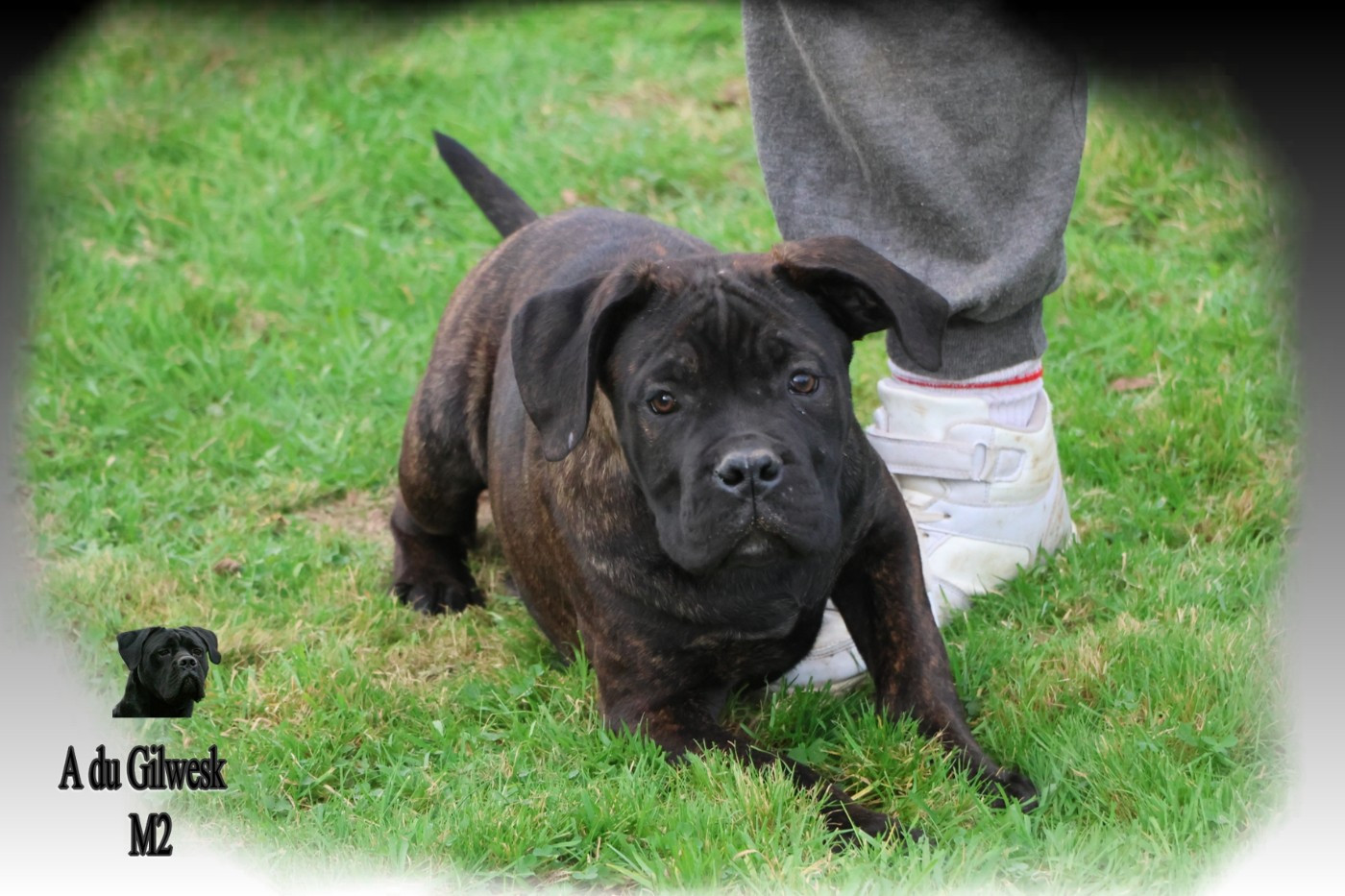du Gilwesk - Chiots disponibles - Cane Corso