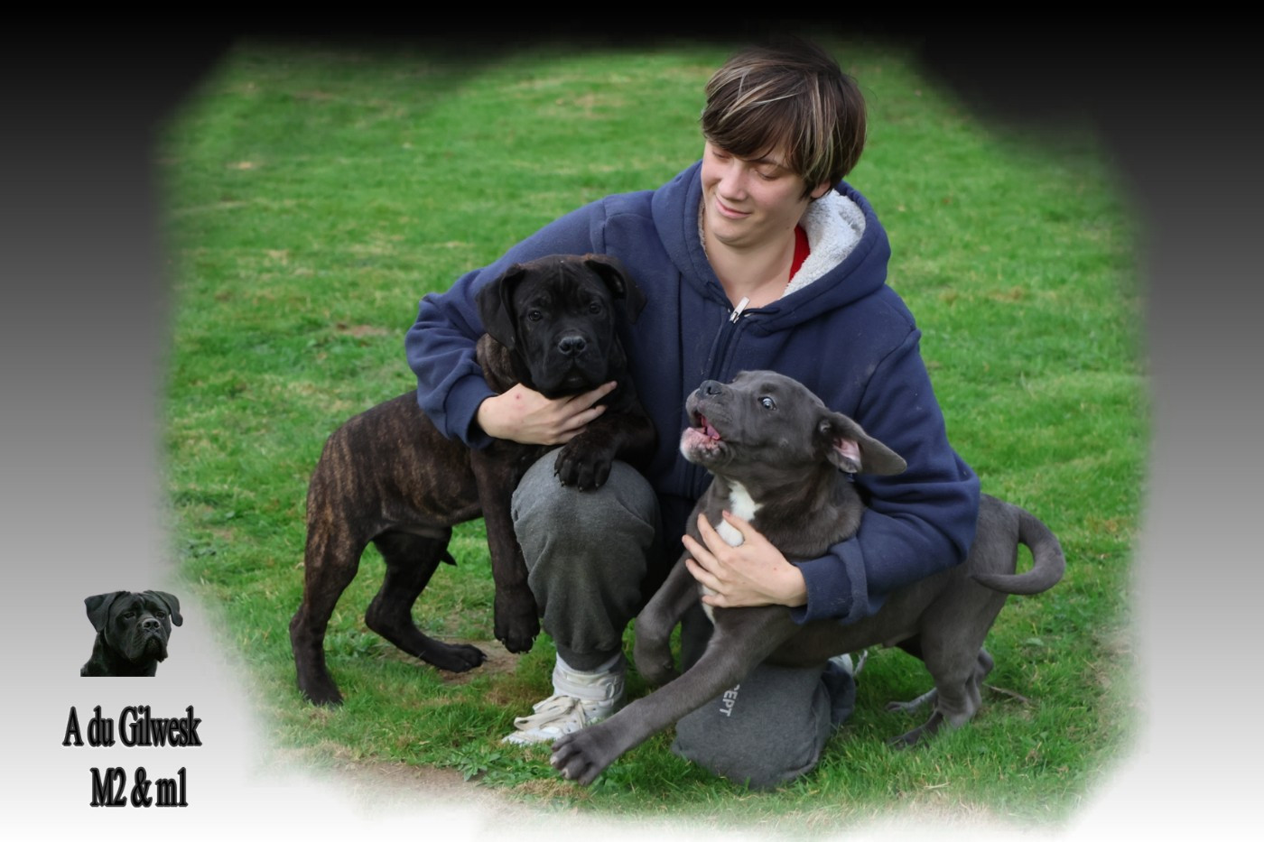 du Gilwesk - Cane Corso - Portée née le 19/07/2025