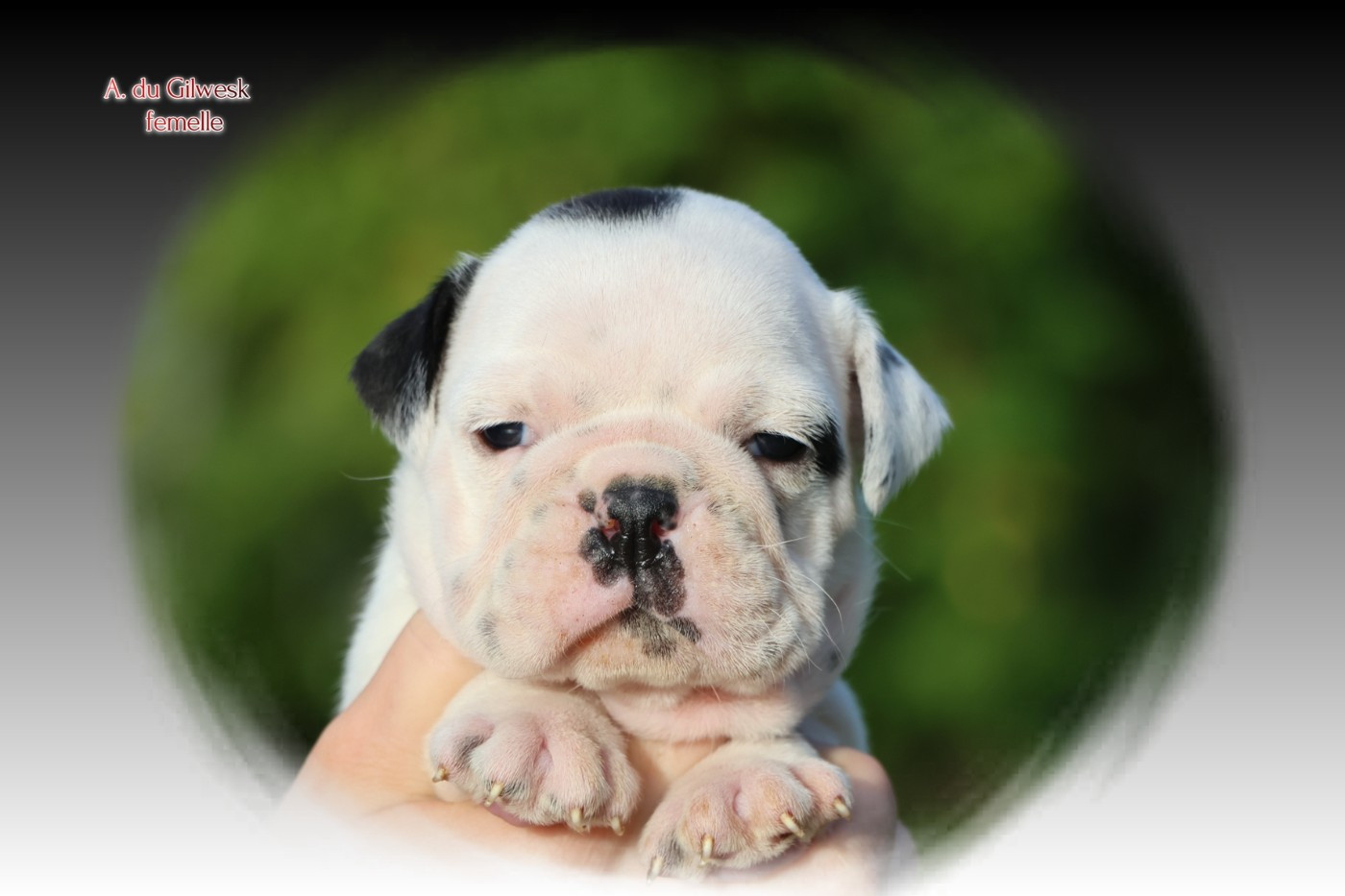 du Gilwesk - Chiots disponibles - Bulldog continental