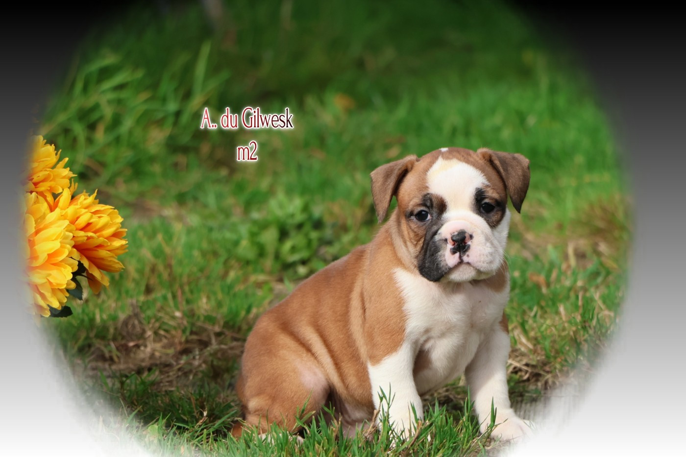 du Gilwesk - Chiots disponibles - Bulldog continental