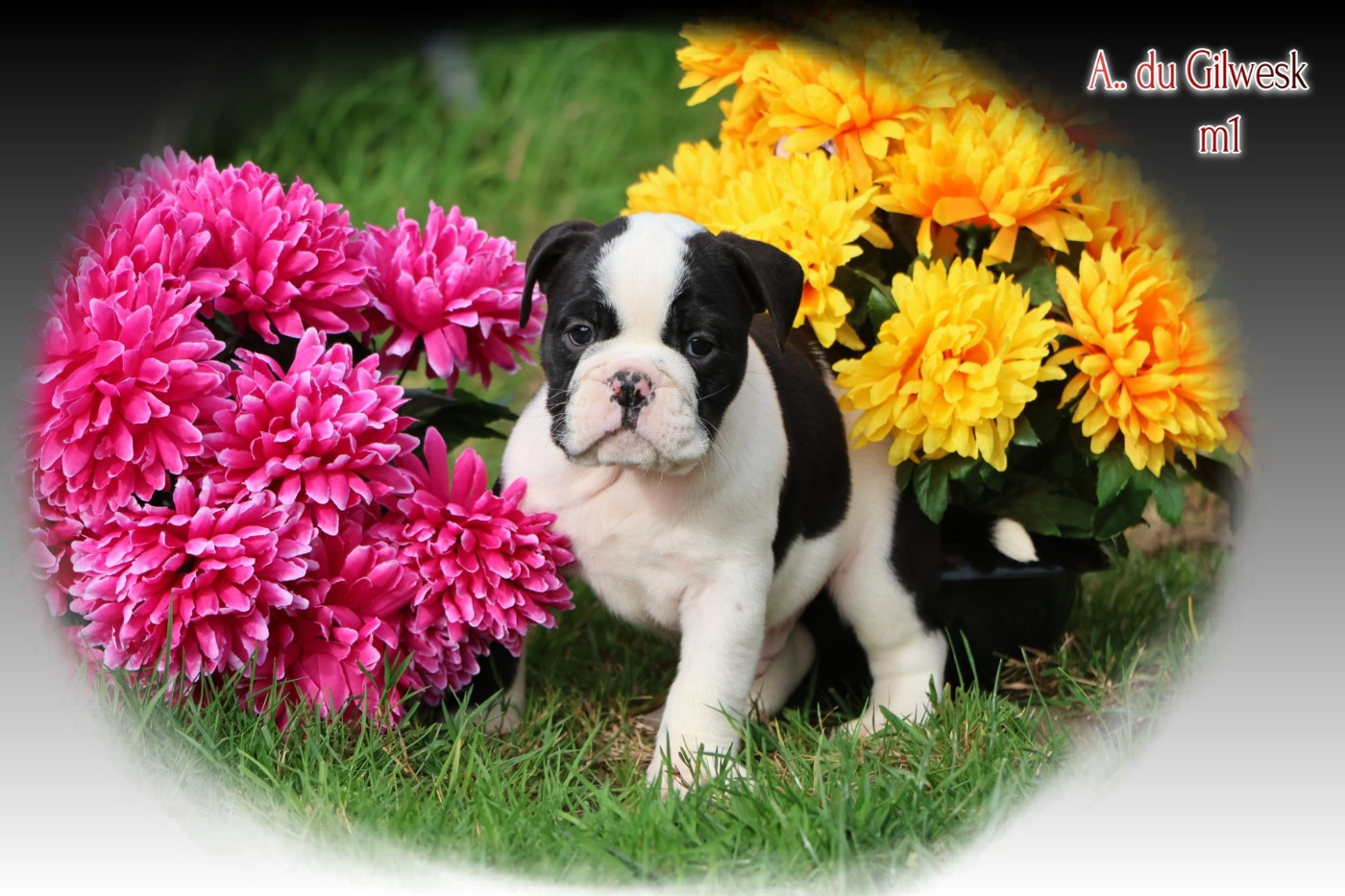 du Gilwesk - Chiots disponibles - Bulldog continental