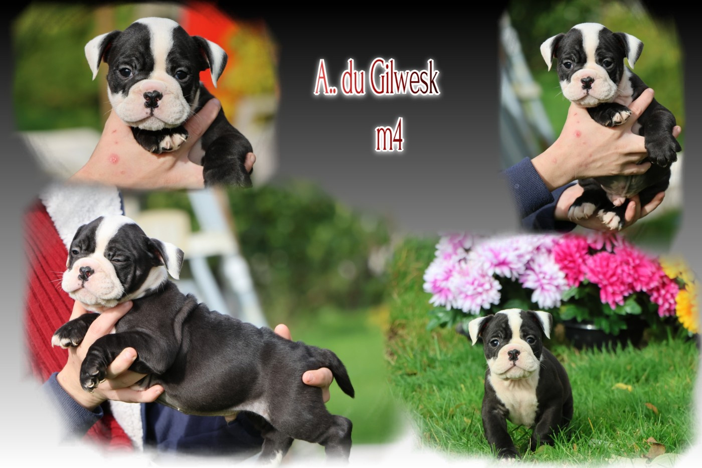 du Gilwesk - Chiots disponibles - Bulldog continental