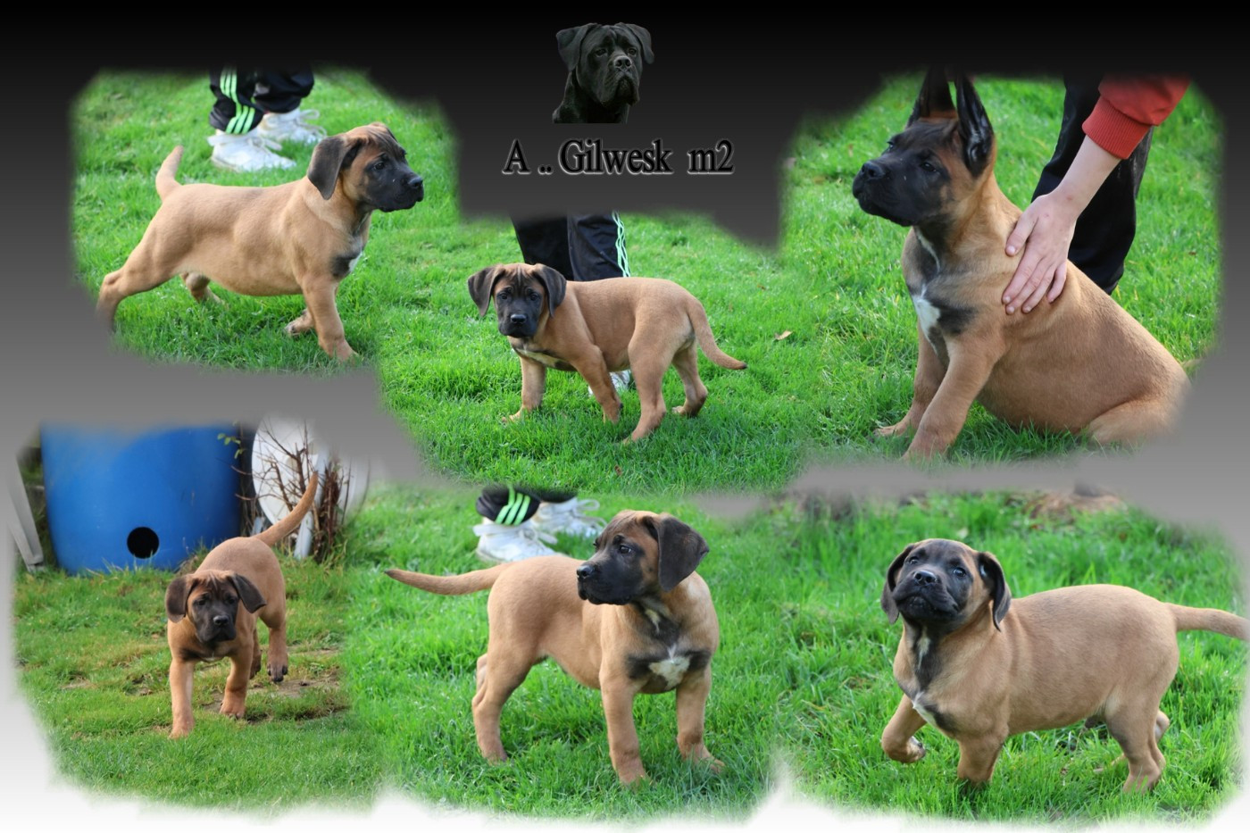 du Gilwesk - Chiots disponibles - Cane Corso