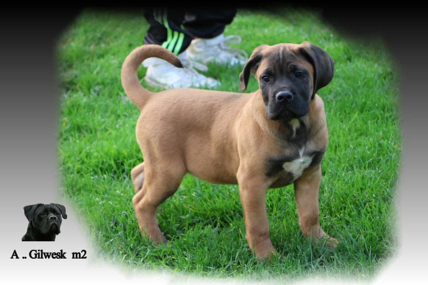 Chiot Cane Corso du Gilwesk