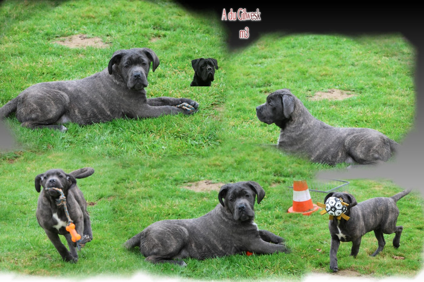 du Gilwesk - Chiots disponibles - Cane Corso