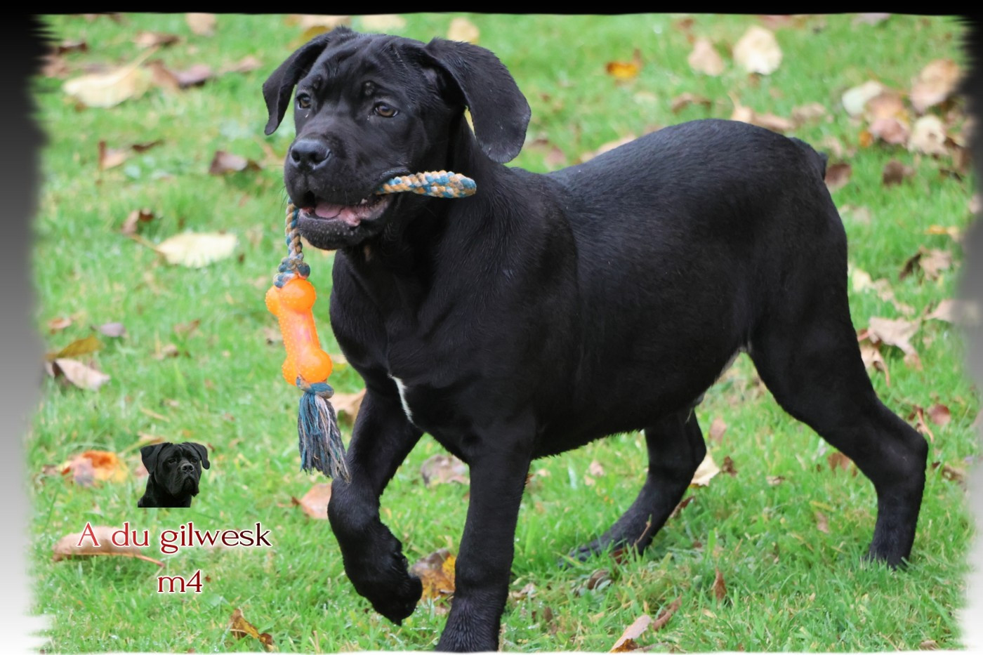 du Gilwesk - Chiots disponibles - Cane Corso