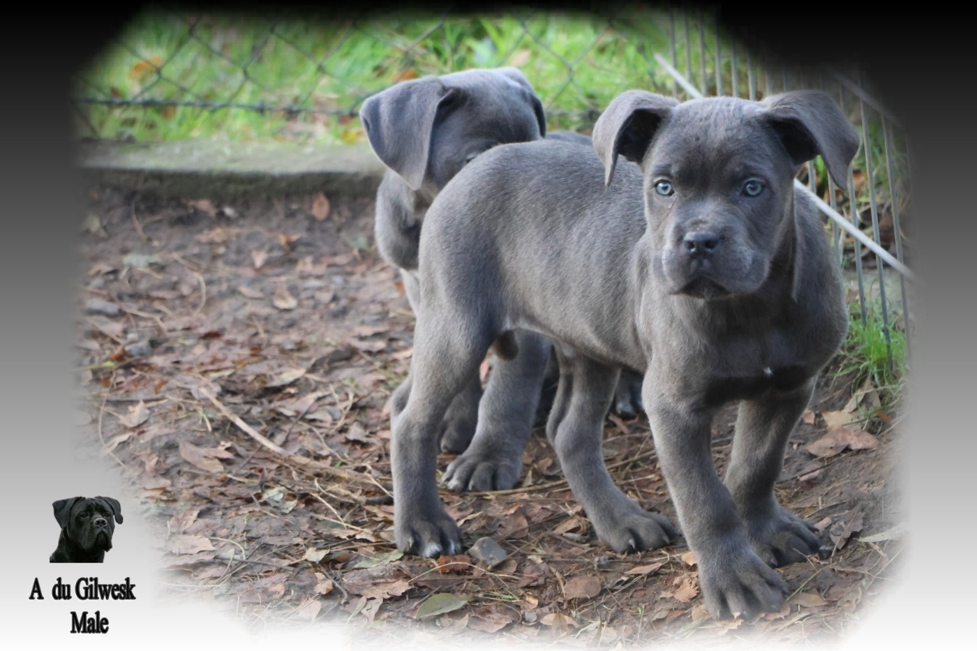 du Gilwesk - Chiots disponibles - Cane Corso