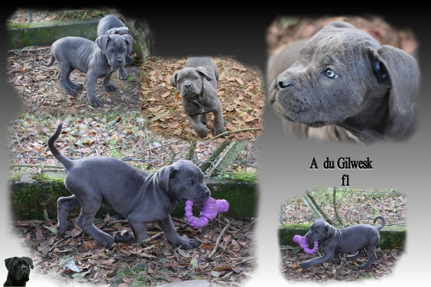 du Gilwesk - Chiots disponibles - Cane Corso