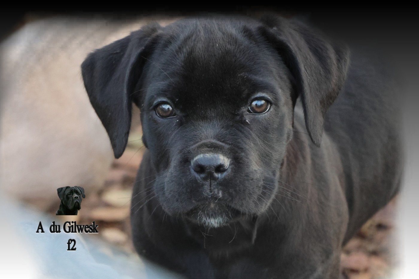 du Gilwesk - Chiots disponibles - Cane Corso