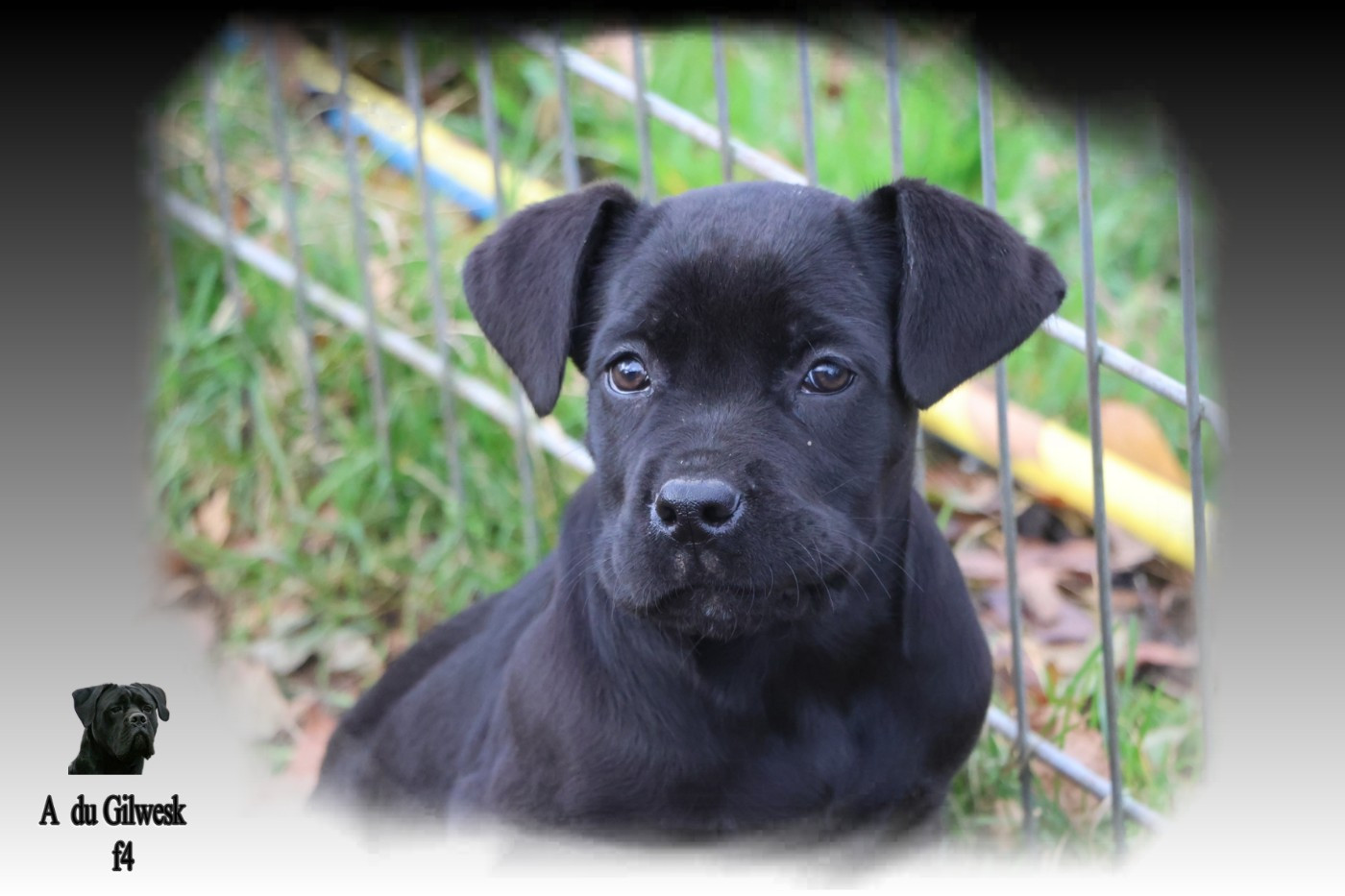 du Gilwesk - Chiots disponibles - Cane Corso