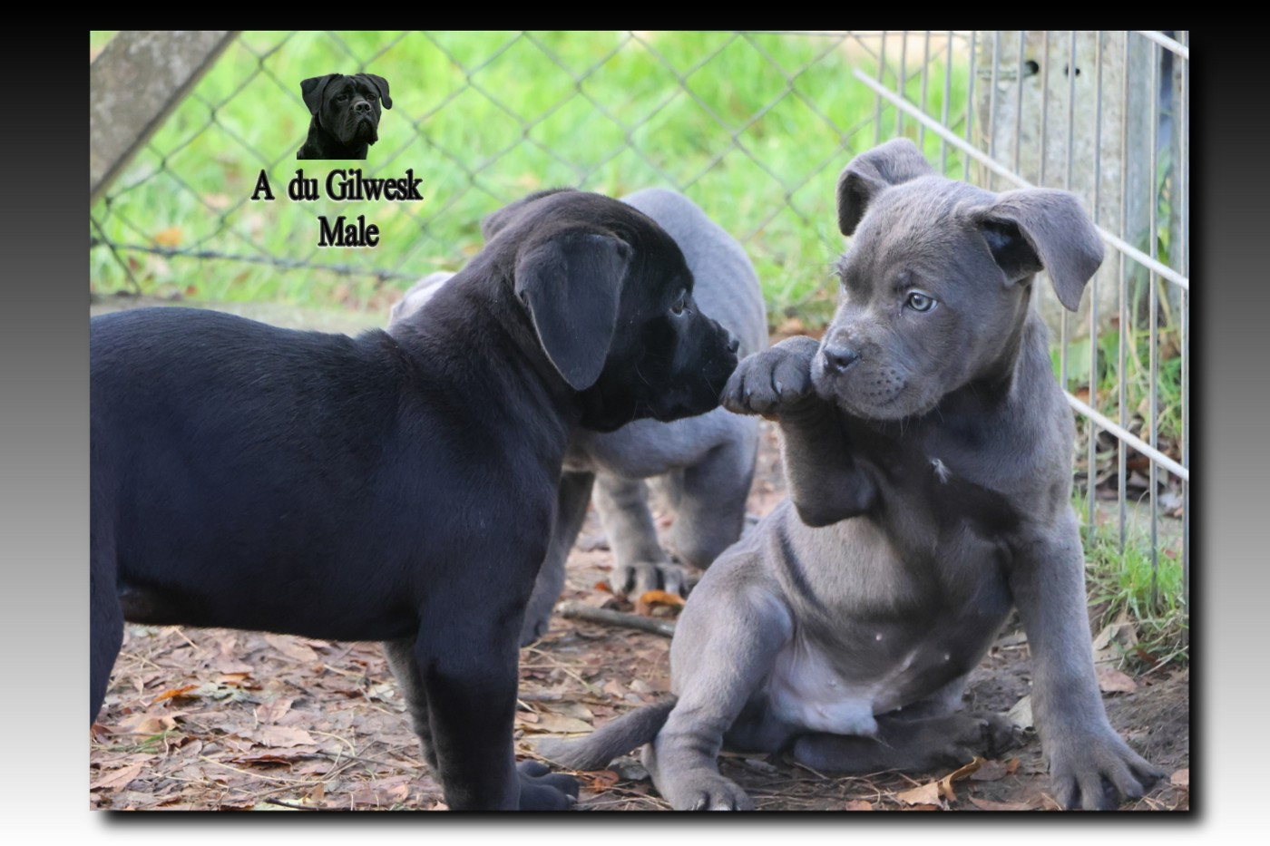 du Gilwesk - Cane Corso - Portée née le 29/09/2025