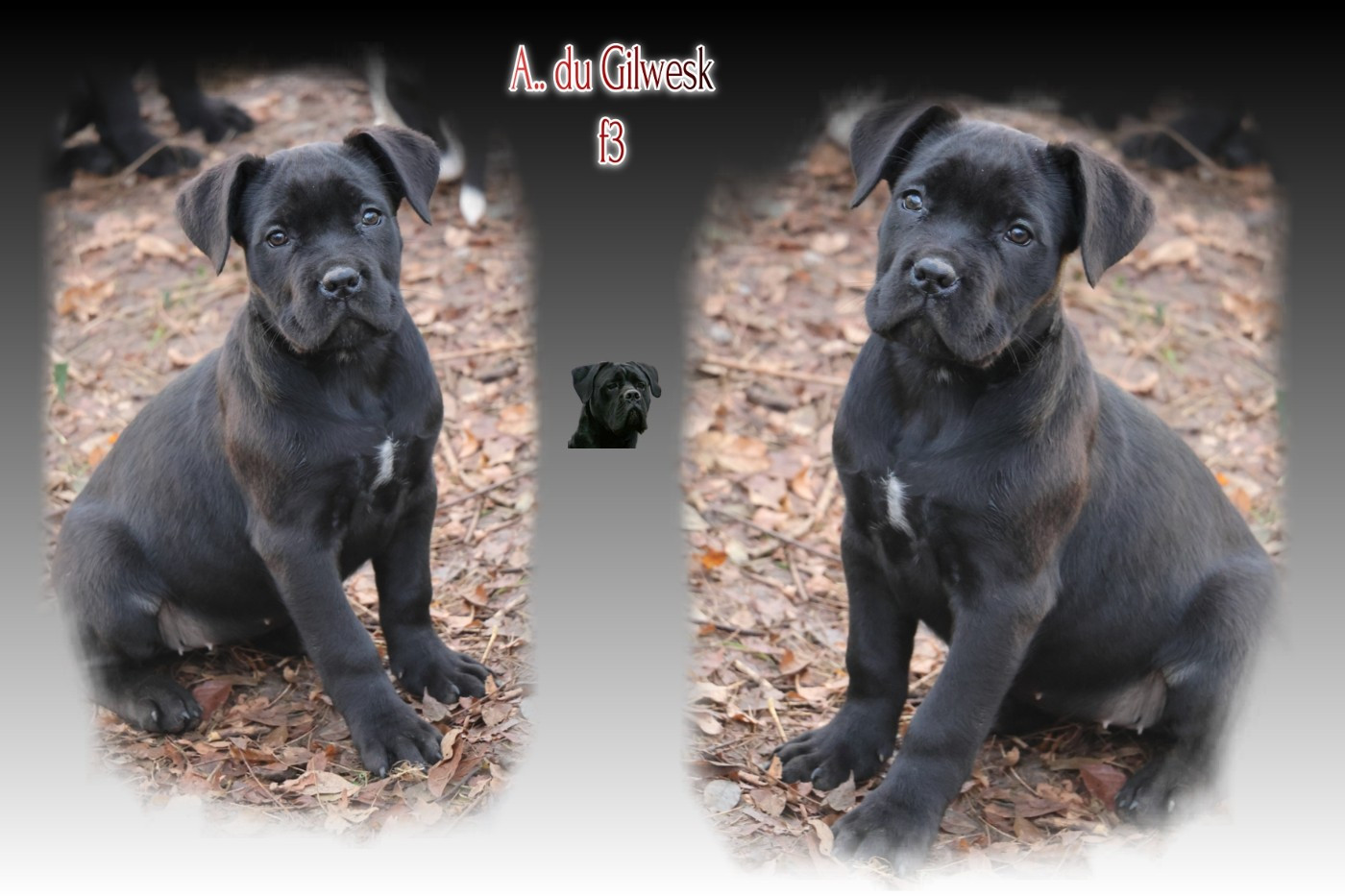 du Gilwesk - Chiots disponibles - Cane Corso