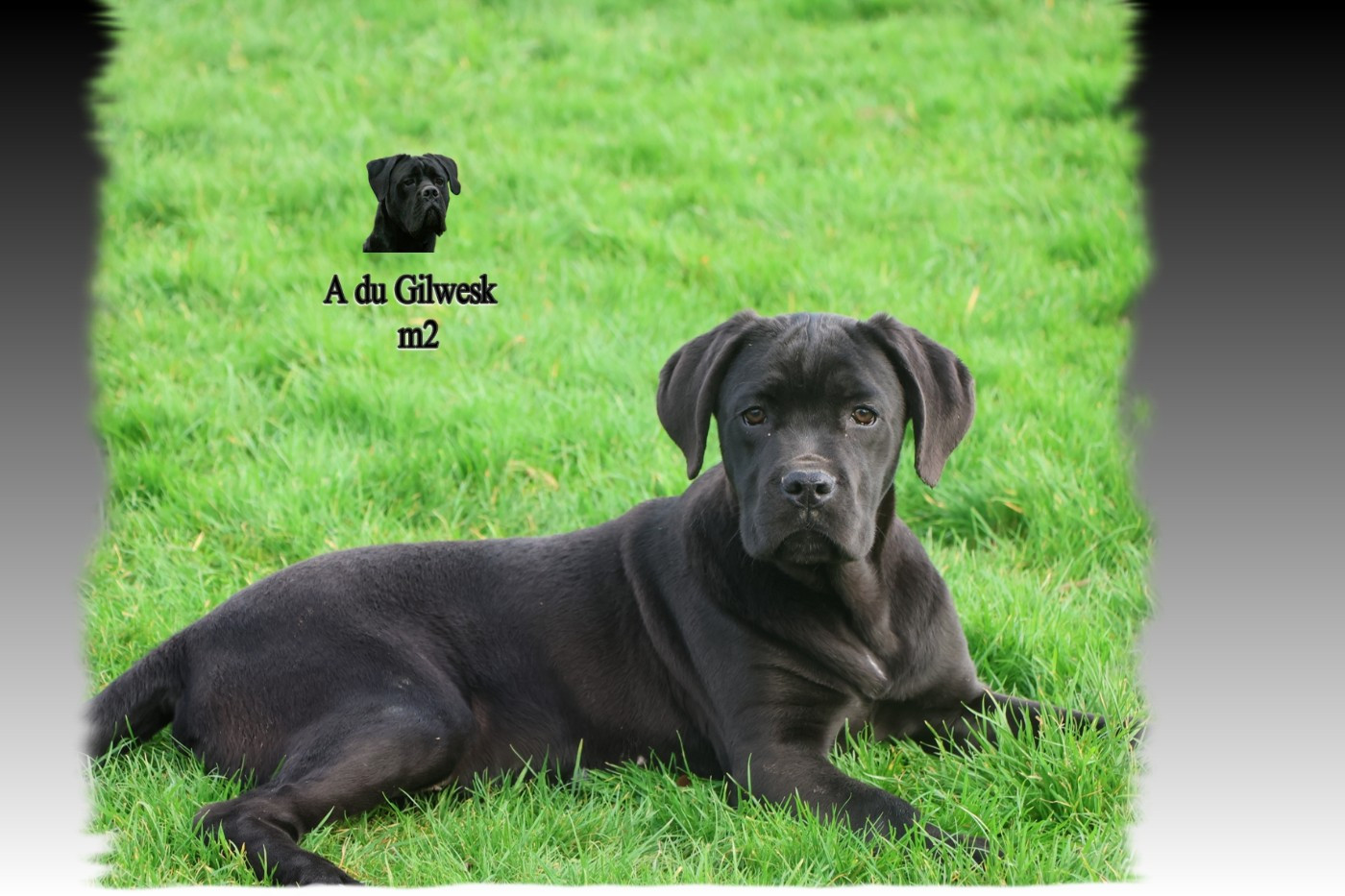 du Gilwesk - Chiots disponibles - Cane Corso
