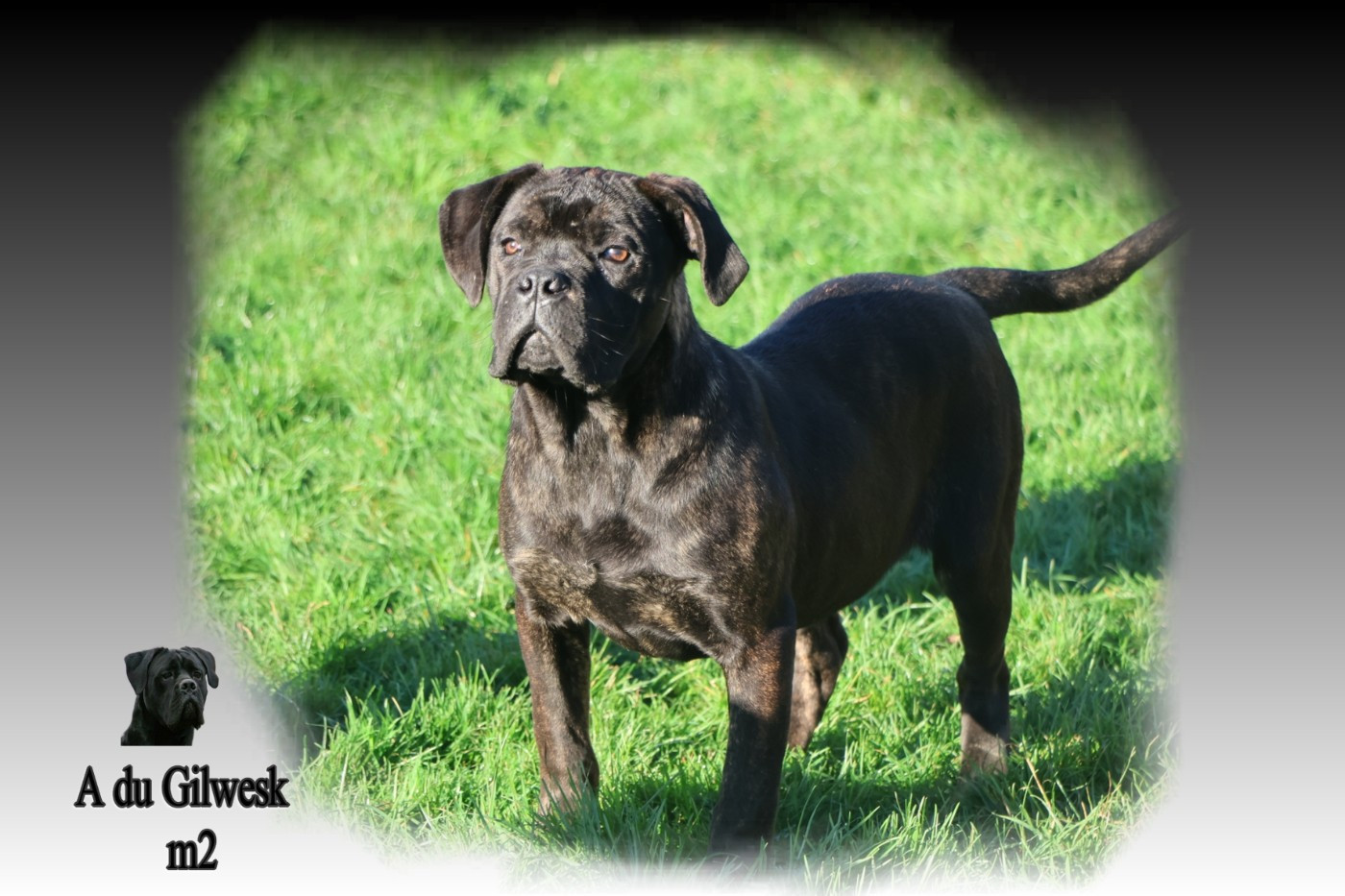 du Gilwesk - Chiots disponibles - Cane Corso