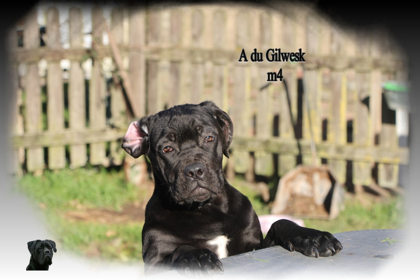 du Gilwesk - Chiots disponibles - Cane Corso