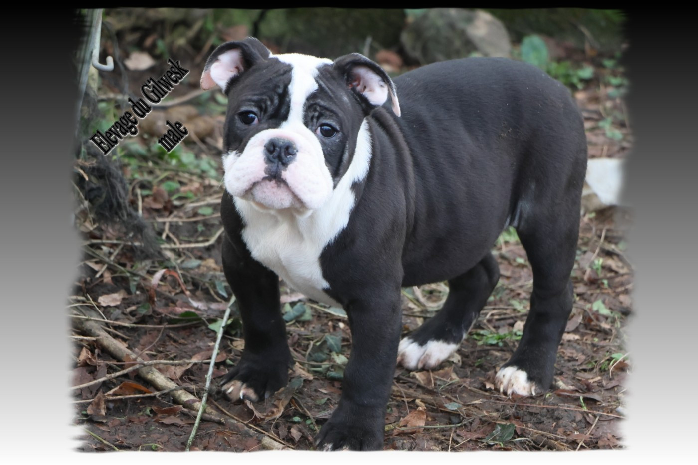 du Gilwesk - Chiots disponibles - Bulldog continental