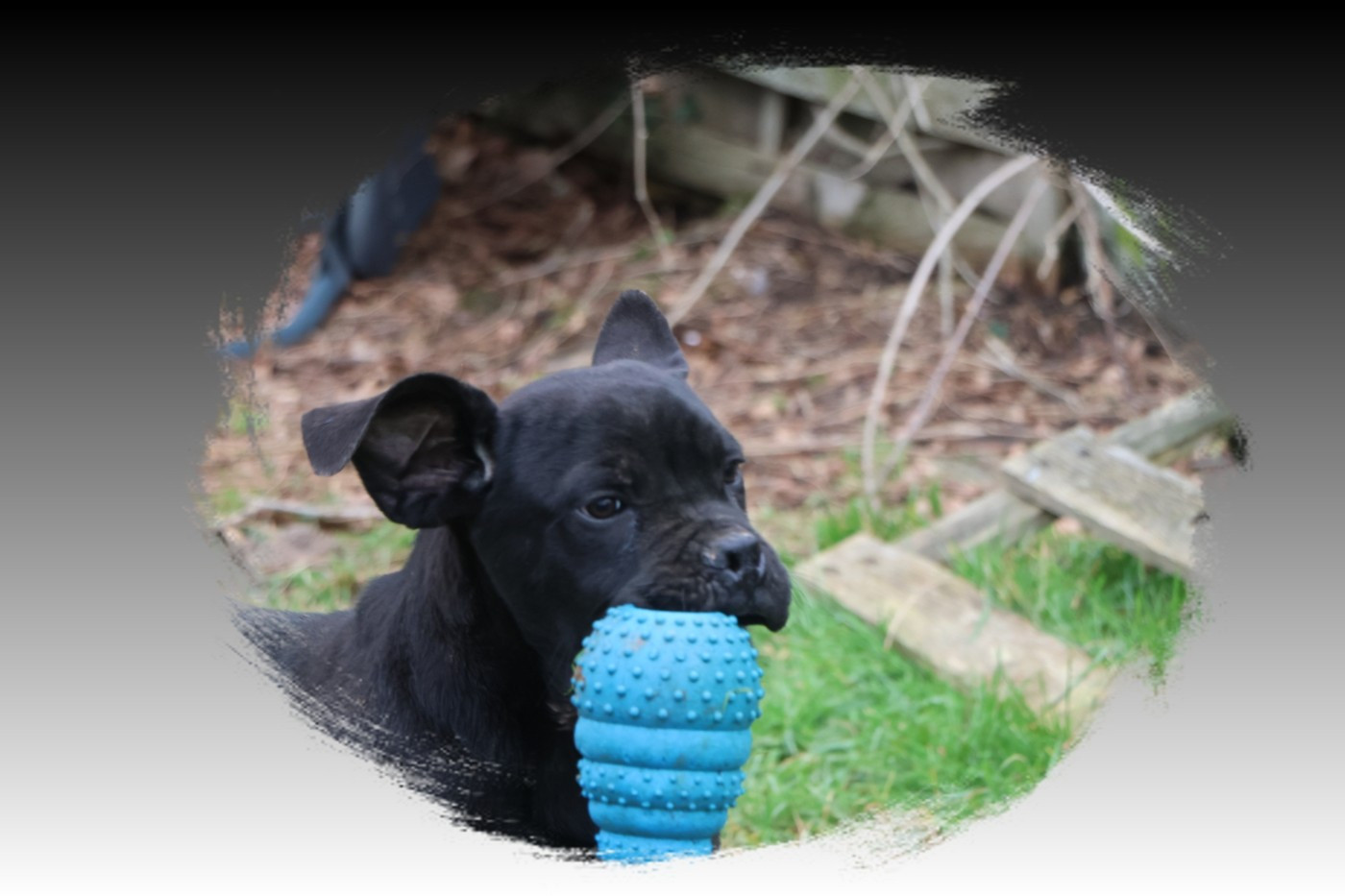 du Gilwesk - Chiots disponibles - Cane Corso