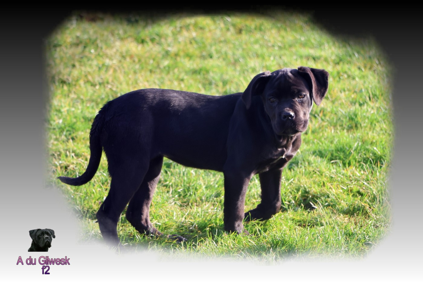du Gilwesk - Chiots disponibles - Cane Corso