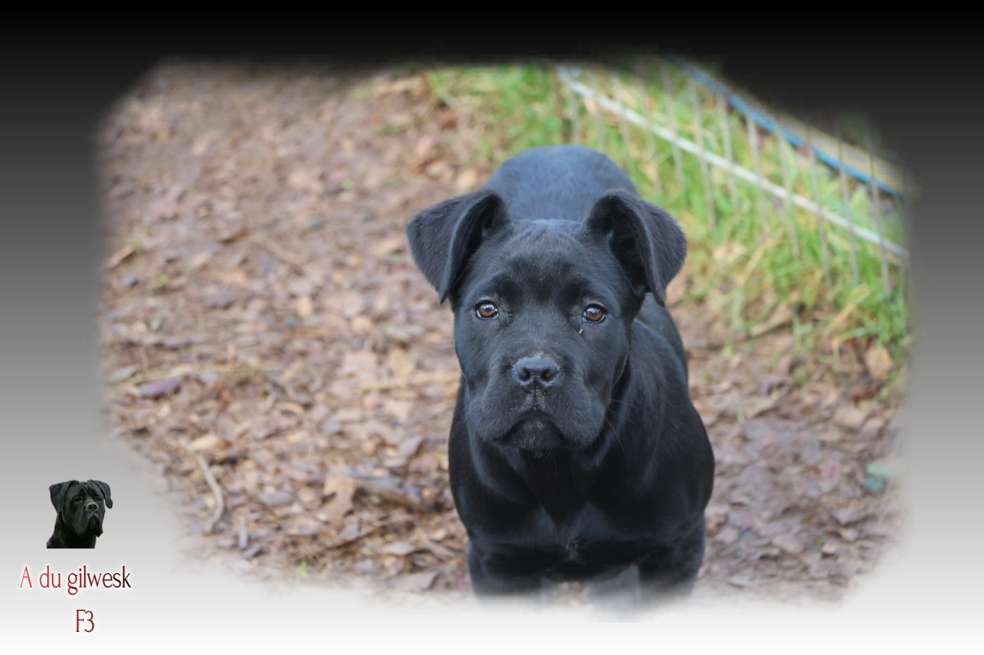du Gilwesk - Chiots disponibles - Cane Corso