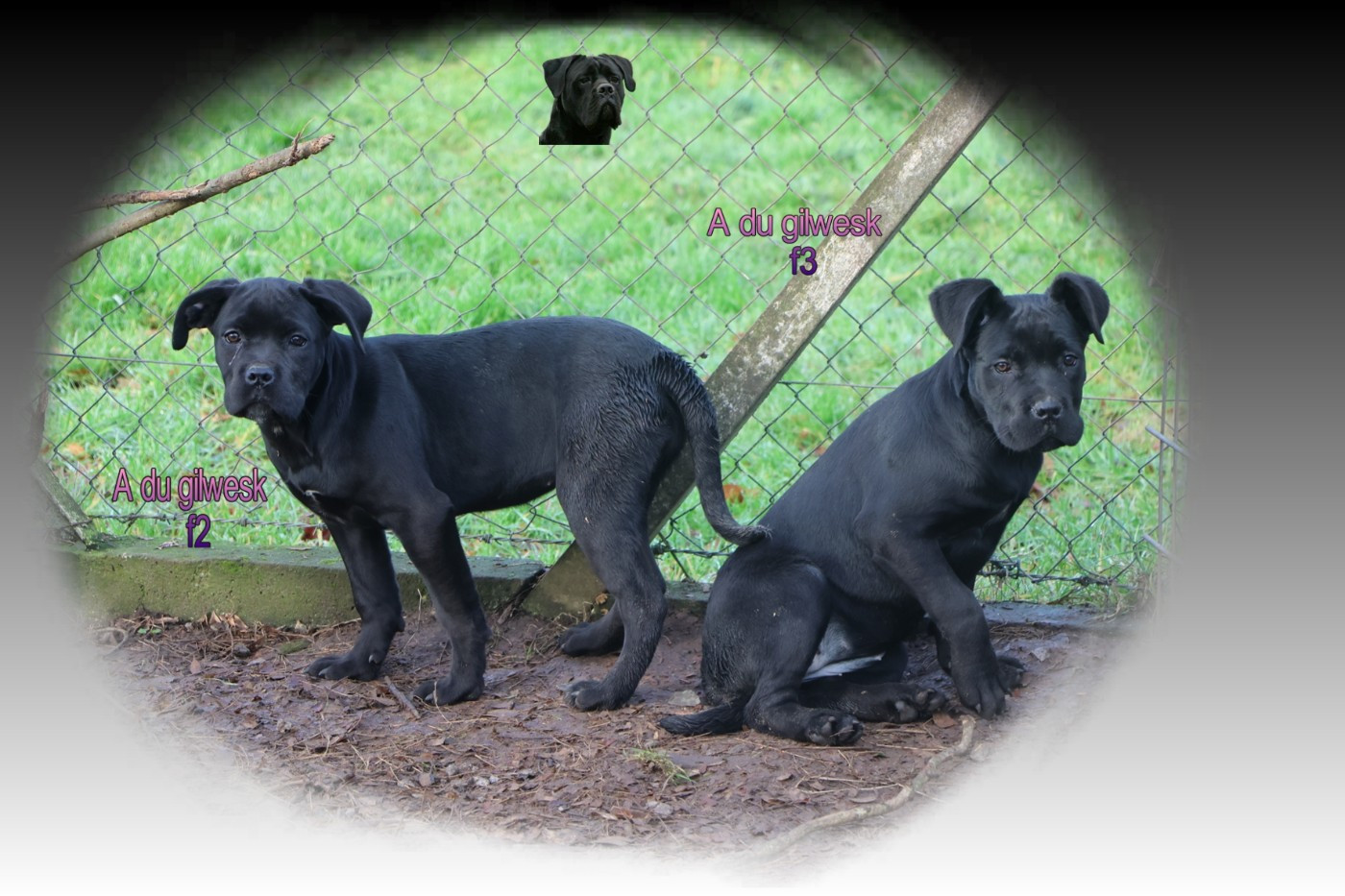 du Gilwesk - Cane Corso - Portée née le 29/09/2025