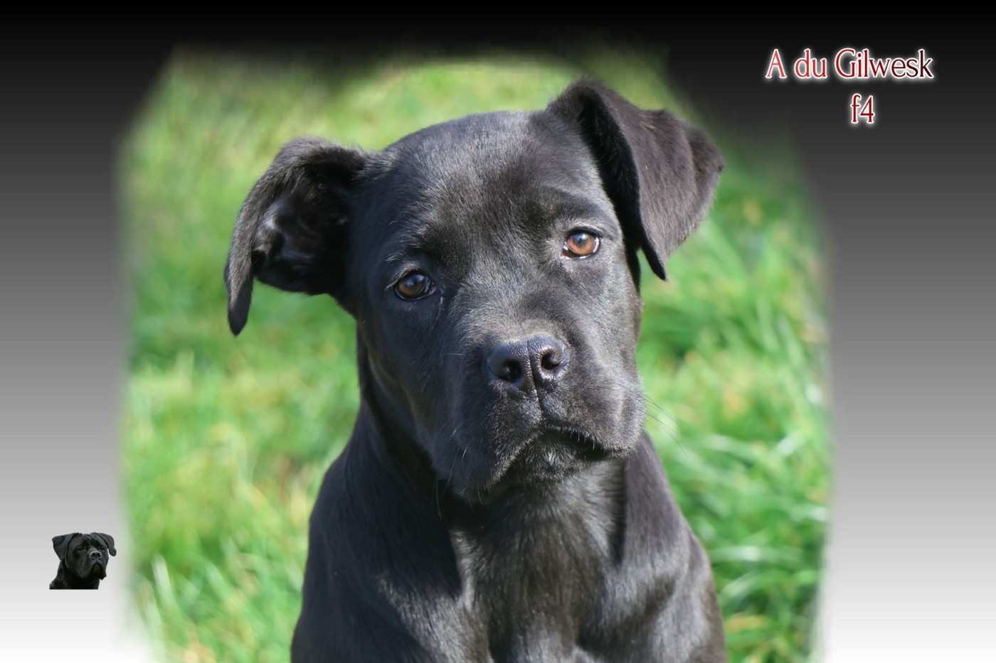 du Gilwesk - Chiots disponibles - Cane Corso