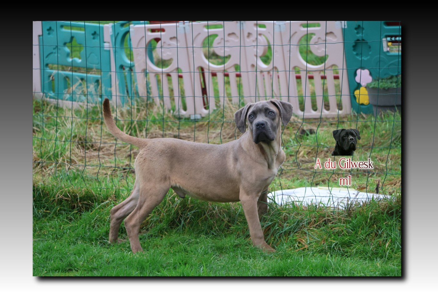 du Gilwesk - Chiots disponibles - Cane Corso