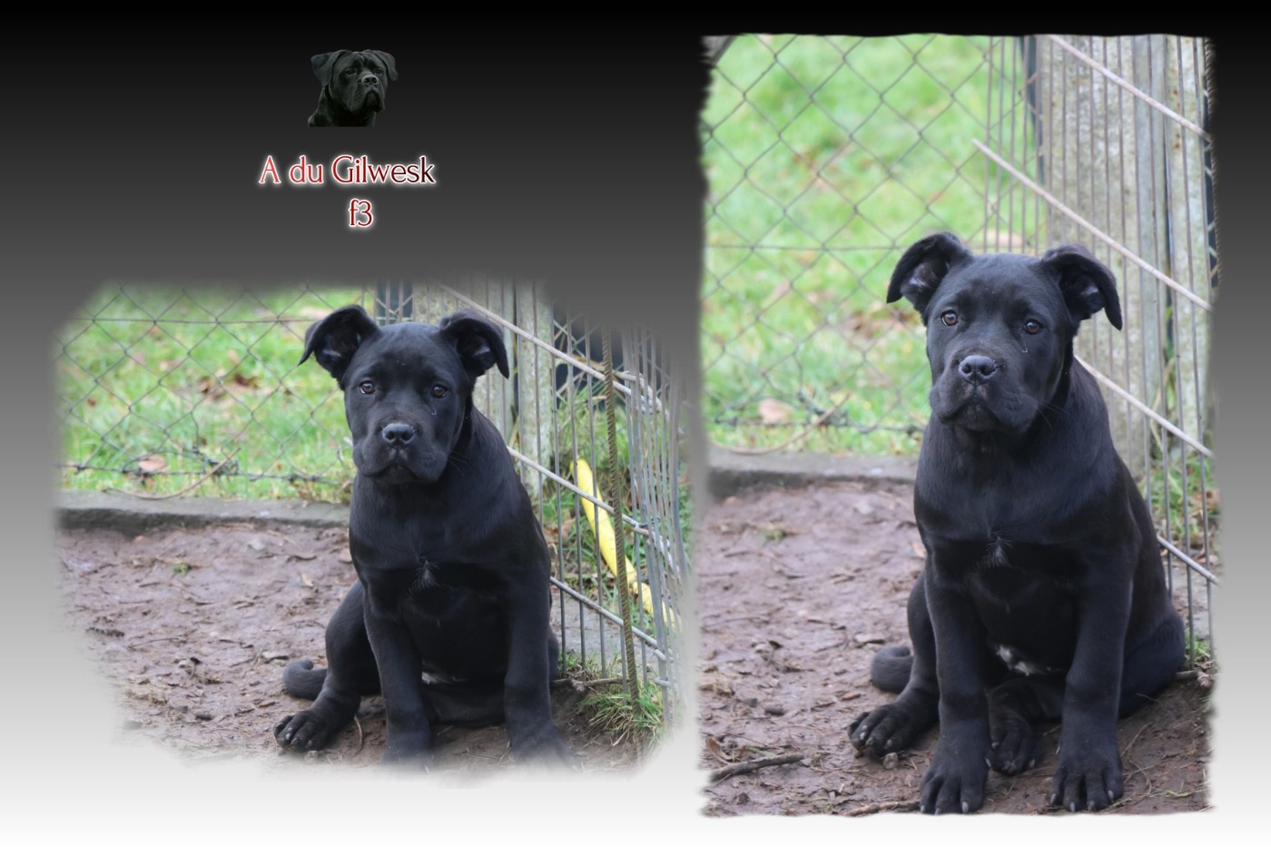 du Gilwesk - Chiots disponibles - Cane Corso