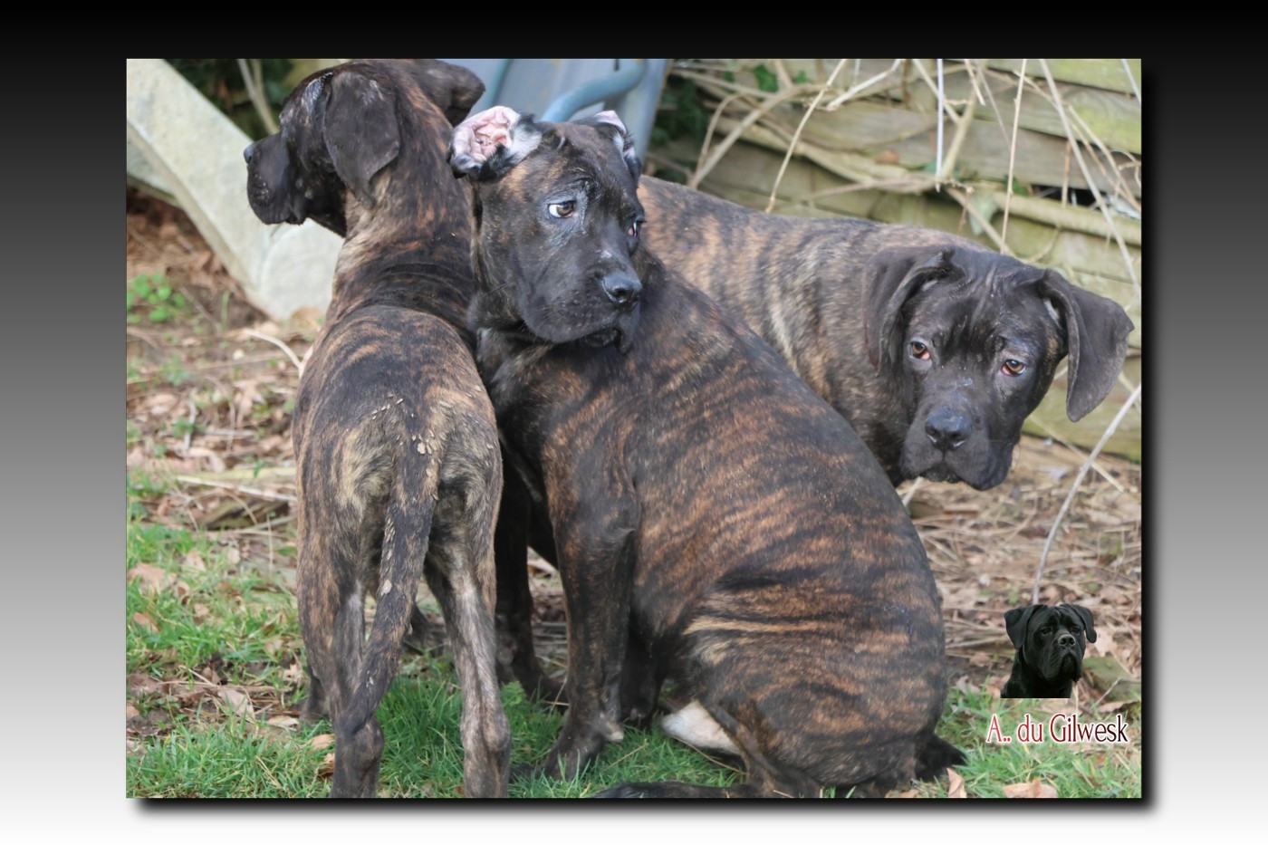 du Gilwesk - Chiots disponibles - Cane Corso