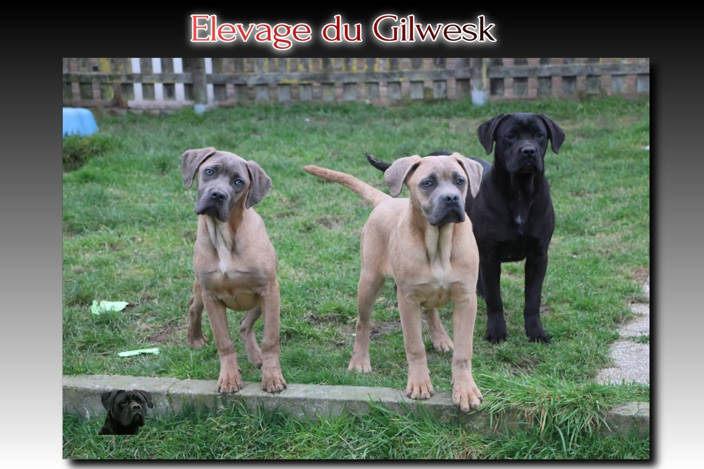 du Gilwesk - Cane Corso - Portée née le 28/07/2025