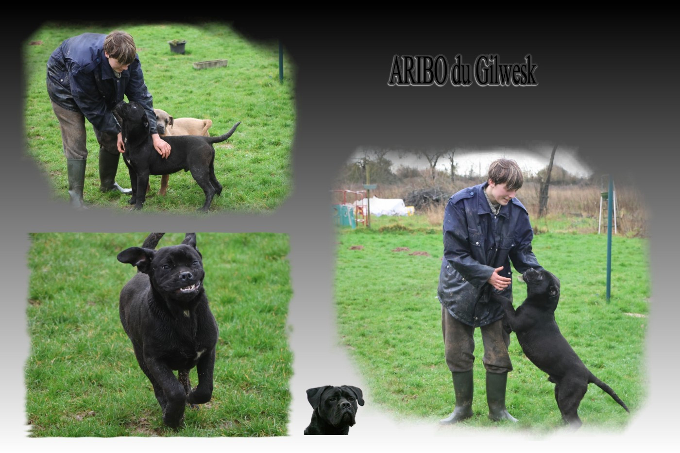 du Gilwesk - Chiots disponibles - Cane Corso